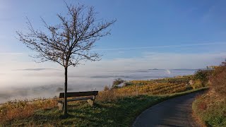 2/6 Pilgerwanderung nach Mariazell: Haltestelle Gobelsburg (NÖ) - Haltestelle Furth-Göttweig (NÖ)