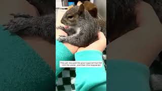 This girl rescued the poor squirrel that fell into the water, and then #animalshorts