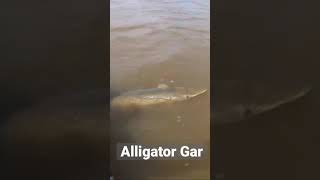 Alligator Garfish pulls rod out of my hands