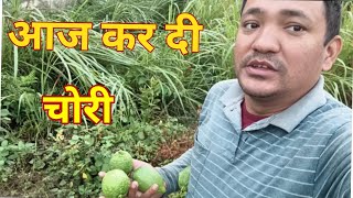 morning में घूमते घूमते हम ने चूरा लिए किस के घर से 😛🤣 #dailyvlog #morningroutine #morningvlog