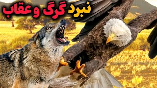 نبرد خطرناک گرگ و عقاب🔥 |عقاب میتونه گرگ و شکست بده ؟!😱