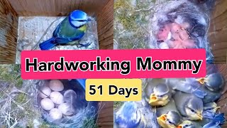 51 Days of a Bird's life | @VirHut1419  #birdslife #viralvideo #subscribe