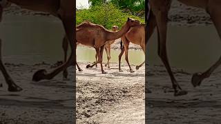 Camels Babys #animals with donkey #camel #drinkingwater