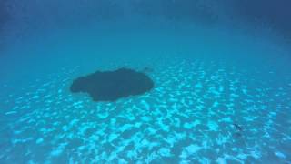 Wild duck caught on camera hunting in Syros (GoPro)