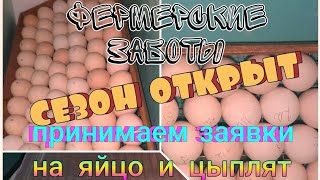 Продажа инкубационного яйца//Заказы на цыплят //