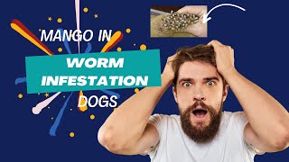 Mango worm infestation in dogs