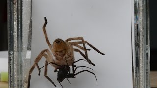 Giant Crab Spider Preys On Black Widow (May be disturbing to some viewers)