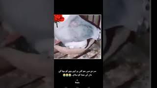 pigeon Mother love viral sad Video 😭 #shorts