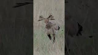 The Secretary Bird’s Mysterious Name: Where Did it Come From?🤔#shorts #safari #travel #travelling