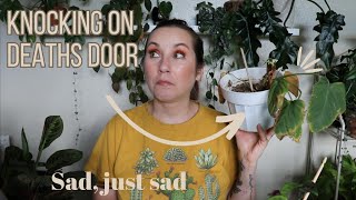 plants on the brink of death! PLANTS DIE AND THAT'S OKAY!