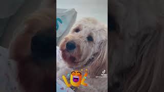 Lo regañaron x burro 🤣 #2024 #dog #simba #chismes #videosvirales