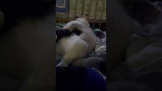 На раслабоні#cat #cute #socute #кицюня #catvideos #кот #catvideos #лимончик #котофейка #котейкамоя