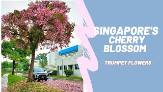 Singapore's cherry blossom - Trumpet Flower