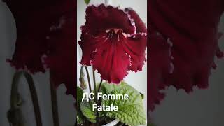 ДС Femme Fatale