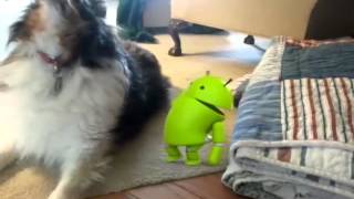 Dog Dancing With Droid