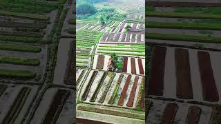 মাটিতে ছড়িয়ে আছে আল্লহর নিয়ামত। #viral ##agriculture #farming