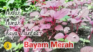 Manfaat Bayam Merah