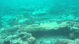 Black tip reef shark video