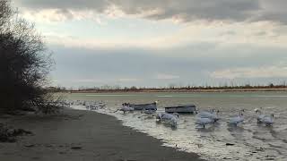 Cigni a Caorle