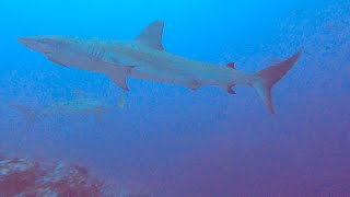 Cocos Island 2022 - Day 4 Dives