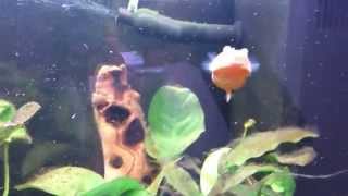 Red-brown congo puffer eats a woodlouse