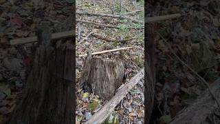 OLD TREE STUMP has a STORY #forest #trees