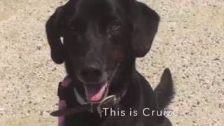 Featured adoptable - Cruize