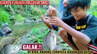 PLUNG NYOT..‼️NIAT MANCING IKAN ANDONG,WADER & UCENG GAK NYANGKA STRIKE LELE JAWA & MUJAIR BABON BRO