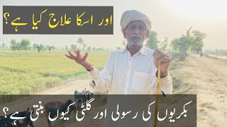 Treatment of Goats Rasooli Aur Gilti By Baba Mehnga Gujjar 2022