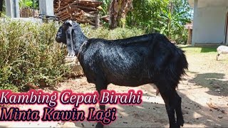 CARA AGAR KAMBING CEPAT BIRAHI MINTA KAWIN LAGI// CARA SEDERHANA PETERNAK NDESO#perawatankambing