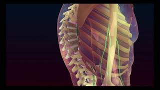 Biology of the Musculoskeletal System | Merck Manual Consumer Version