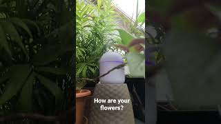 How are your flowers?