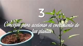 ¿Cómo hacer que una planta crezca más rápido?