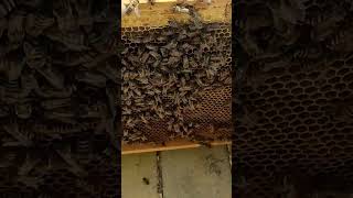 тестуємо ізолятори, результат глянемо в неділю #bee #beekeeper #beekeeping #honey #honeybee