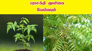 வேப்பமரம் பயன்கள் | Neem Tree Benefits In Tamil | Siththarkal Ulagam