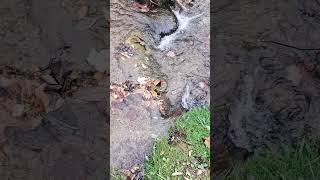 October Stream Flow 14 #hikingadventures #water #fallfoliage #bewater #Flowing #sloweddown #h2o