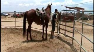 Caballos cuarto de milla