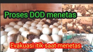 Telur itik menetas setelah 27 hari