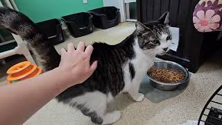 Shelter Cat Howdy Do Celebrates His Escape From Annoying Teen Kittens [REAL]