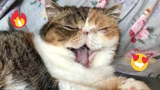 😂 Funniest Cats and Dogs Videos 😺🐶 || 🥰😹 Hilarious Animal Compilation №494