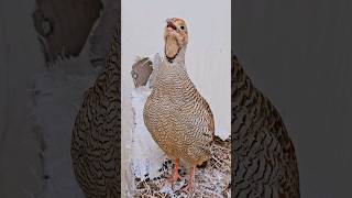 Grey Francolin Voice #awaaz #voice #birdsmemory