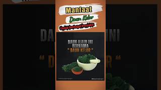 Nutrisi Daun Kelor Segar Vs Daun Kelor Kering Lebih Baik Mana? #tanaman