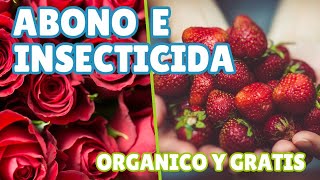 🌱 ABONO E INSECTICIDA PODEROSO 🍓 ABONO ORGANICO GRATIS 🍅 PARA ROSAS, TOMATES, FRESAS O FRUTILLAS 🌹