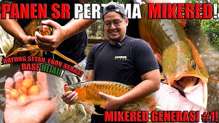 Panen PERTAMA Arwana Super Red Kita Sobat Ikan!!