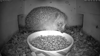 Es gibt wieder Igel zu sehen - Igelauswilderung | 03.05.2023