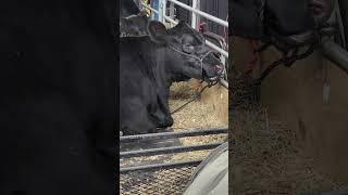 🐄"A Close-up Encounter with a Black Cow at the 2024 Pennsylvania Farm Show"🐮❤️