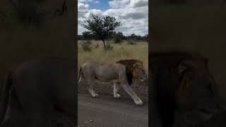 THE LAST OF HIS COALITION (TRICHARTD MALE) #leão #leon #lion #animal #animals #wildlife #nature