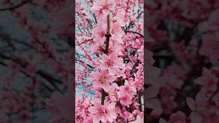 spring #viralvideo #trending #srinagar srinagar #kashmir #shorts #spring