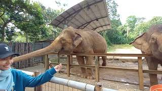 Elephants in Melaka Zoo (Malacca Zoo) in Malaysia 2023