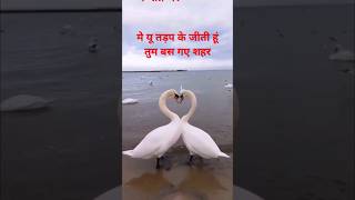 मैं यूं तड़प के जीती हूं तुम बस गए शहर#shortvideo #love #song #shortvideo #youtube #trendingshorts